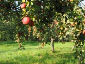 Apfelbaum Garten Empfehlung