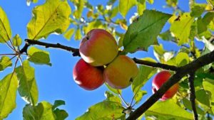 Apfelbäume für den Garten