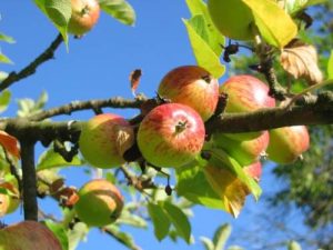 Apfelsorten für Hobbygärtner