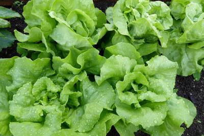 Salatsorten Fur Den Eigenen Garten Kopfsalat Rucola Mehr