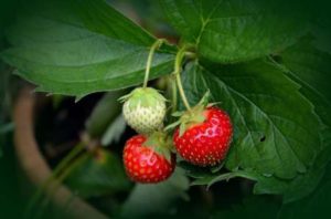 Erdbeeren vermehren