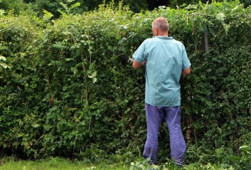 Anleitung Hecke schneiden