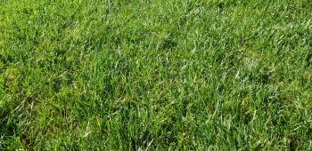 Rasen Golfplatz Spielwiese