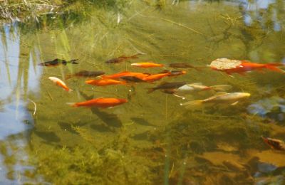 Goldfische Gartenteich