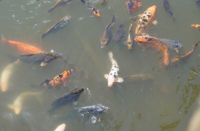 Koi Teich