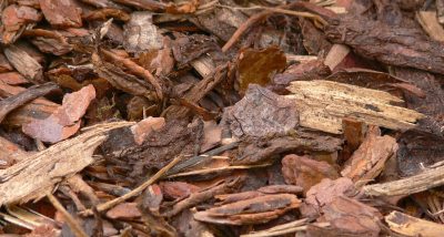 Holzschnitzel im garten Holzschnitzel im garten
