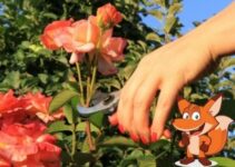 Rosen schneiden im Fruehjahr