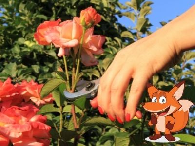 Rosen schneiden im Fruehjahr