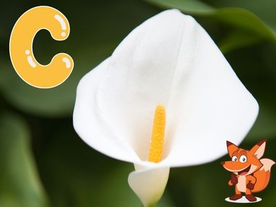 Blume mit C