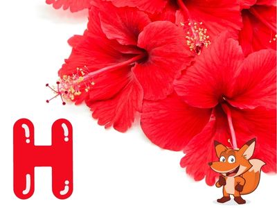 Blume mit H als Anfangsbuchstabe