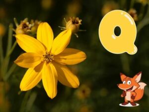 Blume mit Q als Anfangsbuchstabe 2