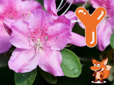 Blume mit Y als Anfangsbuchstabe