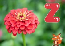 Blume mit Z als Anfangsbuchstabe