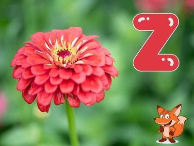 Blume mit Z als Anfangsbuchstabe