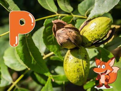 Baeume mit P am Anfang - garten-fuchs.org