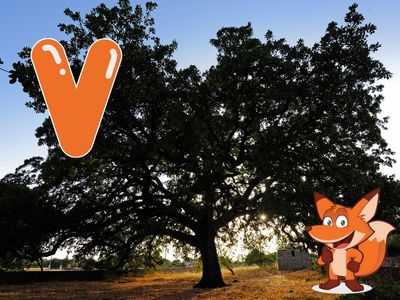 Baeume mit V am Anfang - garten-fuchs.org