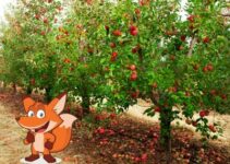 Wie hoch werden Apfelbäume im Durchschnitt