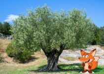 Wie hoch werden Olivenbaum im Durchschnitt
