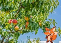 Wie hoch werden Pfirsichbäume im Durchschnitt