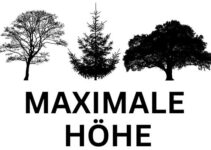 MAXIMALE HÖHE